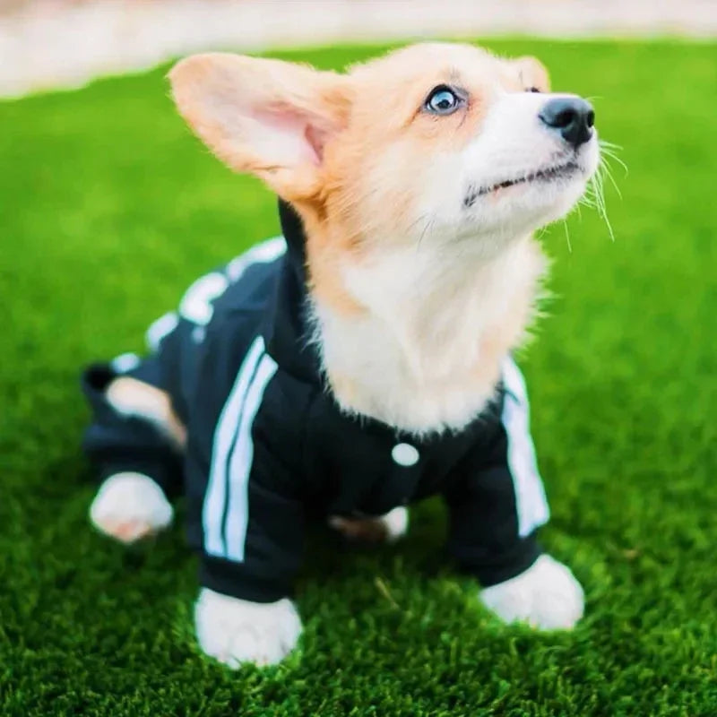Pets Clothing