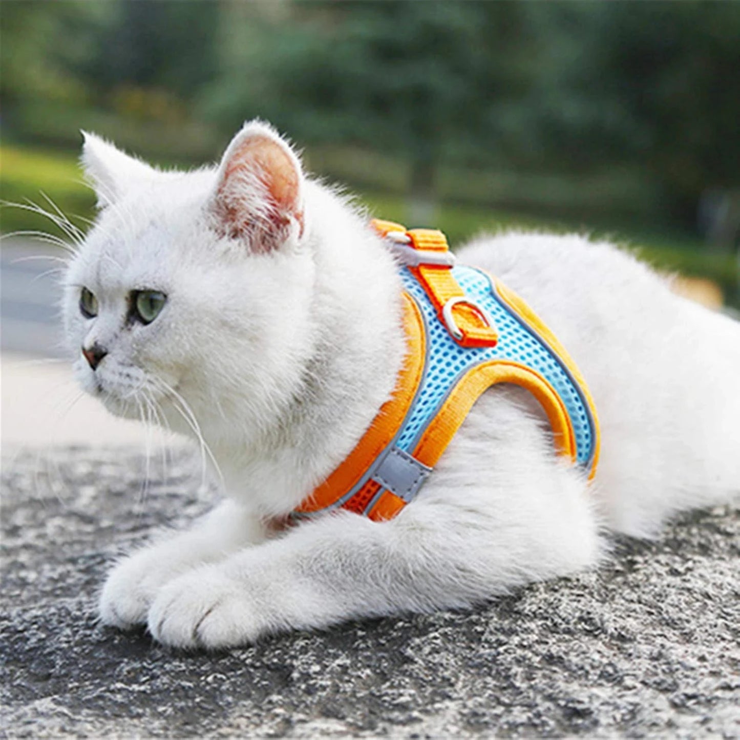 Cat Harness