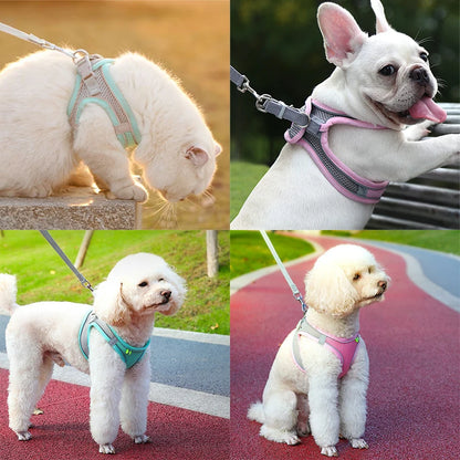 Cat Harness