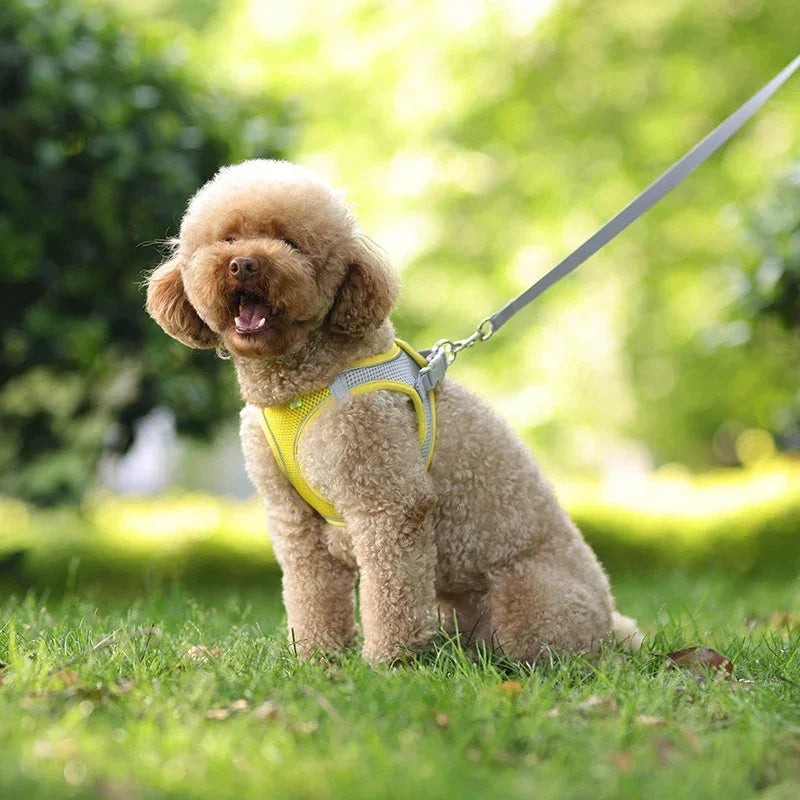 Puppy Harness