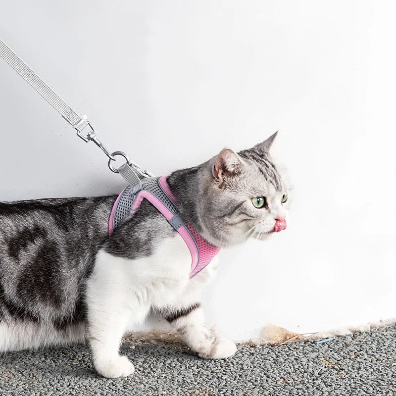 Cat Harness